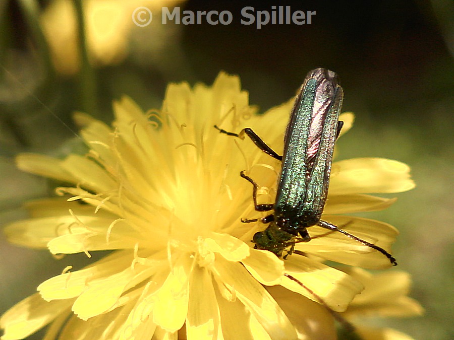 Oedemera nobilis - Femmina